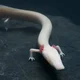 Olm
