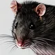 Rat
