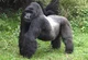 Silverback Gorilla