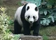 Giant Panda