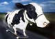 Skateboard Cow