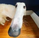 Borzoi