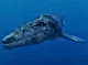 Tylosaurus NAT-GEO