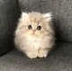 a small little kitty