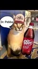 Dr pebba cat