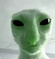 alien cat