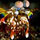 Mantis Shrimp