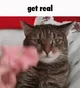 sped cat 3