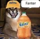 Fanter cat