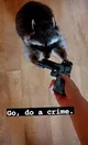 Crime racoon