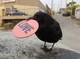 Morton the Crow