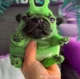 alien pug