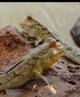 Mudskipper 