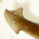 Planaria Flatworm