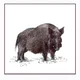 Wild boar