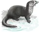 River otter