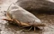 Walking Catfish