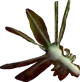 lesser copepod