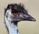 Emu