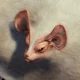 Paolumu