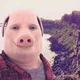 John Pork 
