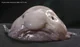 Blobfish Life RPG