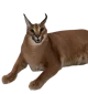 Caracal