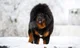 Tibetan Mastiff