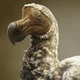 a Dodo