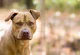 a pitbull 