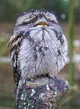 Tawny frogmouth