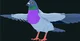 Pigeon 