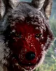 Zombie wolf