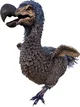 Dodo