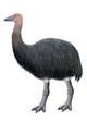 Giant elephant bird