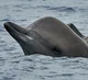 Bottlenose Whale