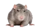 Rat