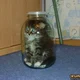 Cat in a jar