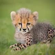 Deta The Cheetah Cub