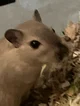 Gerbil