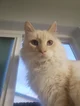 Almighty Cat