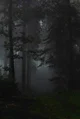 The Deep Forest