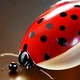 Ladybug 
