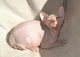 Gato sem pelo