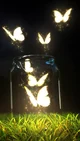 Glowing butterfly 