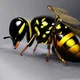 wasp 