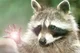 Raccoon Man