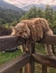 warrior cats
