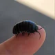 Pillbug
