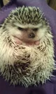 Grumpy Hedgehog 